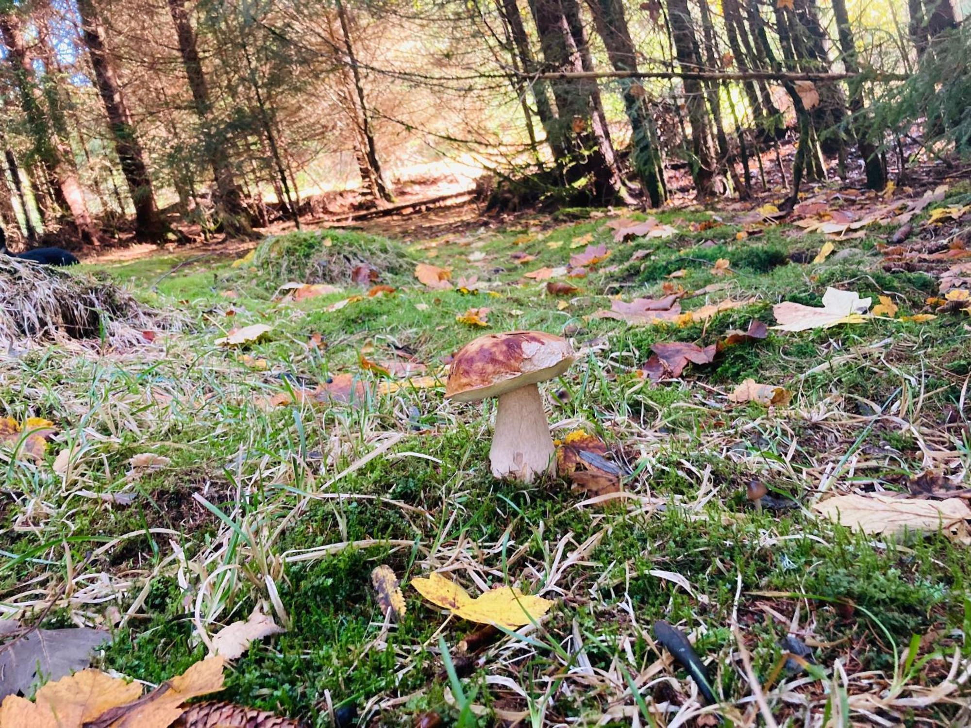Le Perchoir Du Grand Valtin - Gite 5 Personnes - Altitude 830 Ban-sur-Meurthe-Clefcy Esterno foto